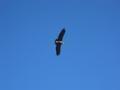 Condor in the Colca Canyon