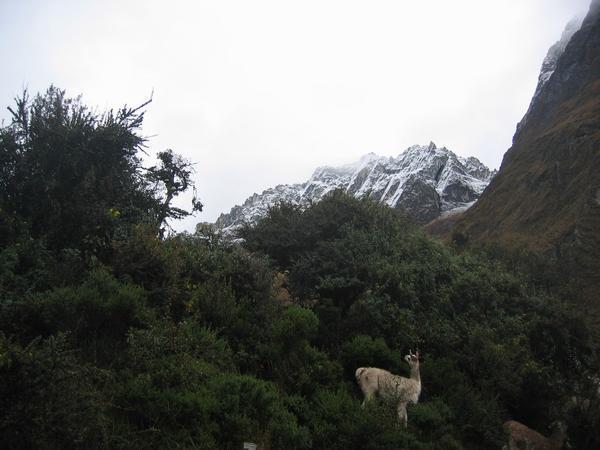 Llama and snow-capped mountain