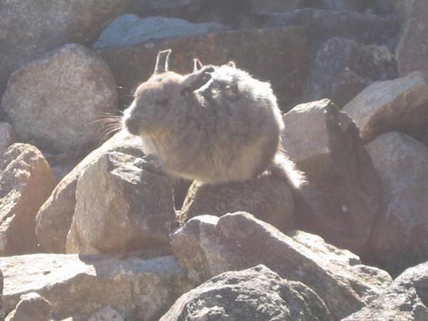 A wild viscacha inside Machu Picchu (like a rabbit with a long tail)