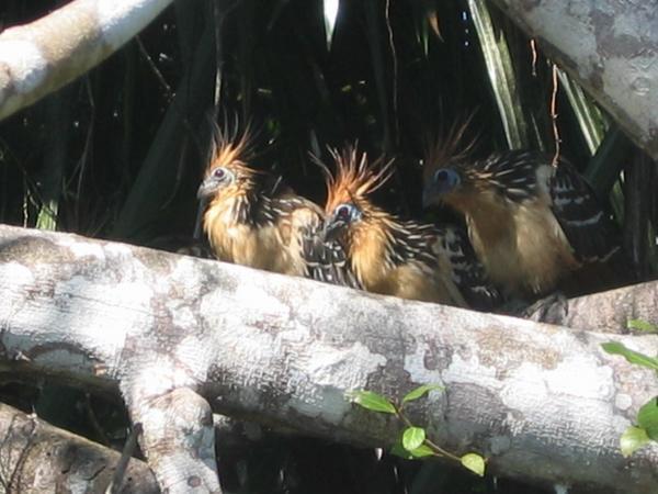Hoatzin birds