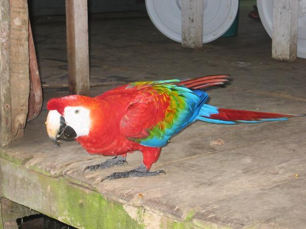 'Wowie', a macaw adopted by the lodge