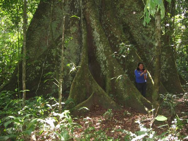 Patricia our guide poses by a huge 'goddess tree'