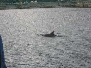 Dolphin (from the water taxi on the day it rained)