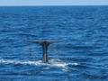 Whale making a dive