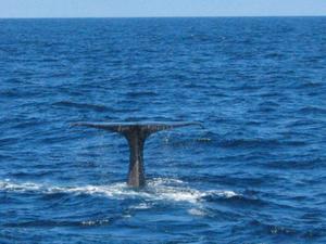 Whale making a dive