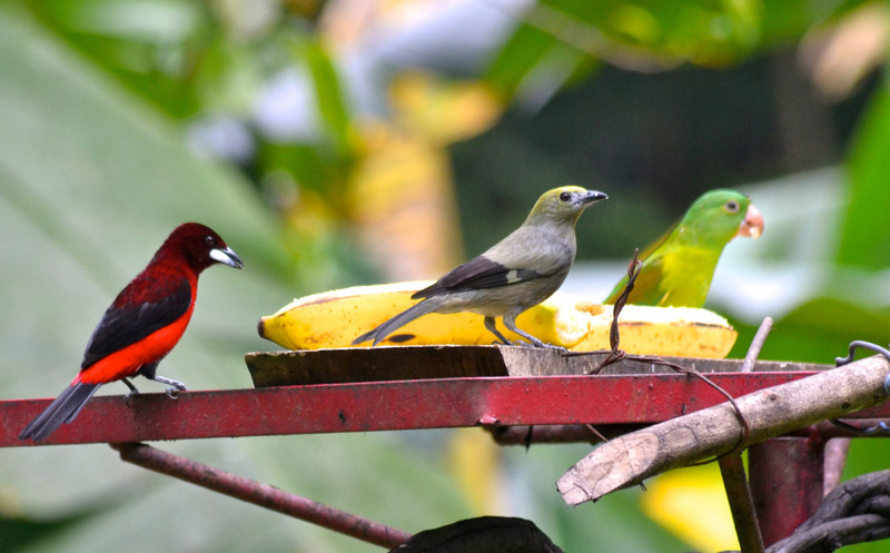 Scarlet & Palm Tanager