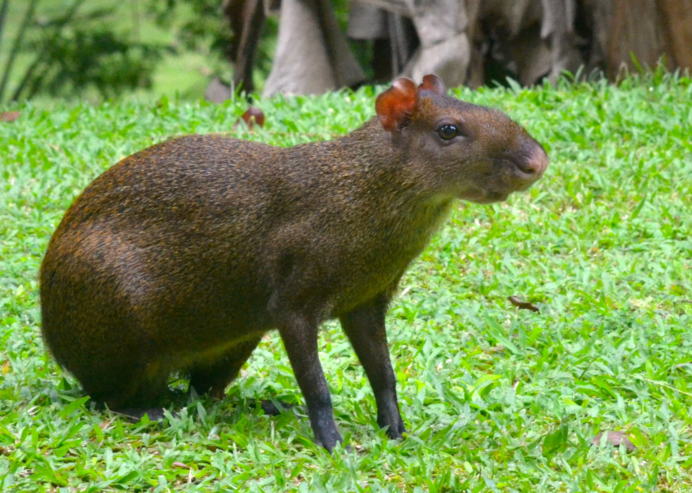 Central American Agouti Photo