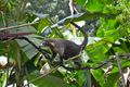 Coati on bird feeder