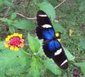 Eleuchia Longwing Butterfly