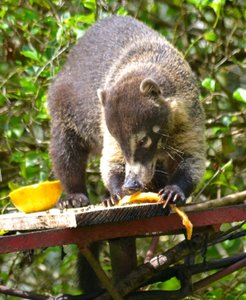 Coati on bird feeder