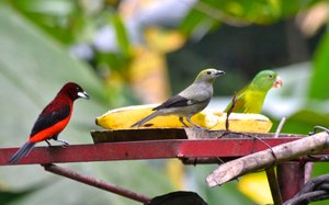 Scarlet & Palm Tanager
