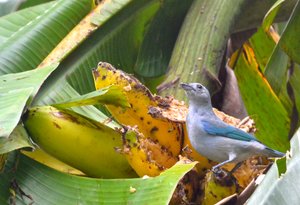 Blue-Tray Tanager