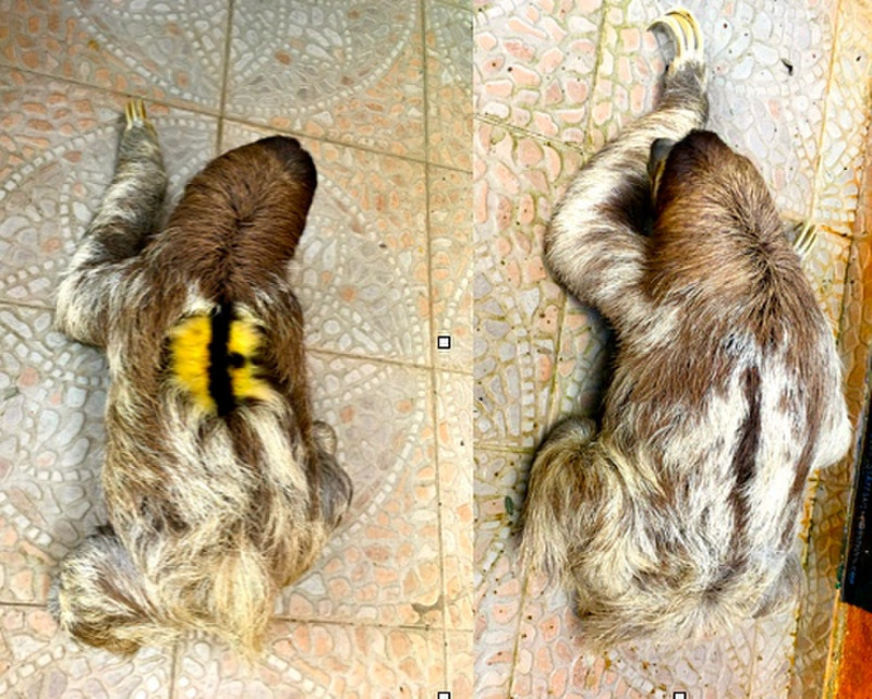 How to tell the difference in Three-toed Sloths