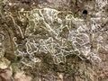 La Piedra Pentad - Petroglyps