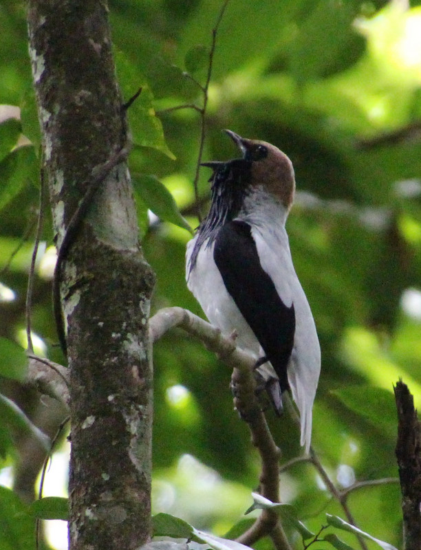 Bearded Bellbird