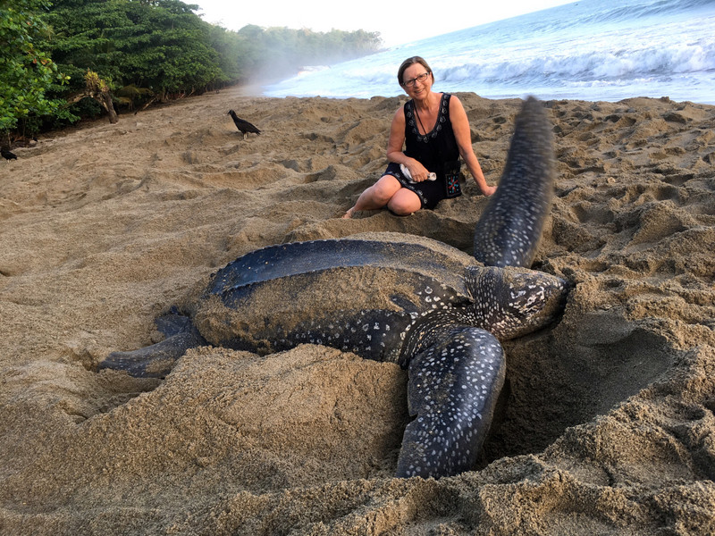 Leatherback at Grand Riviere