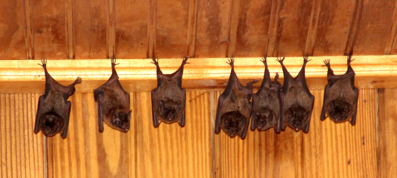 Bats on Little Tobago Island