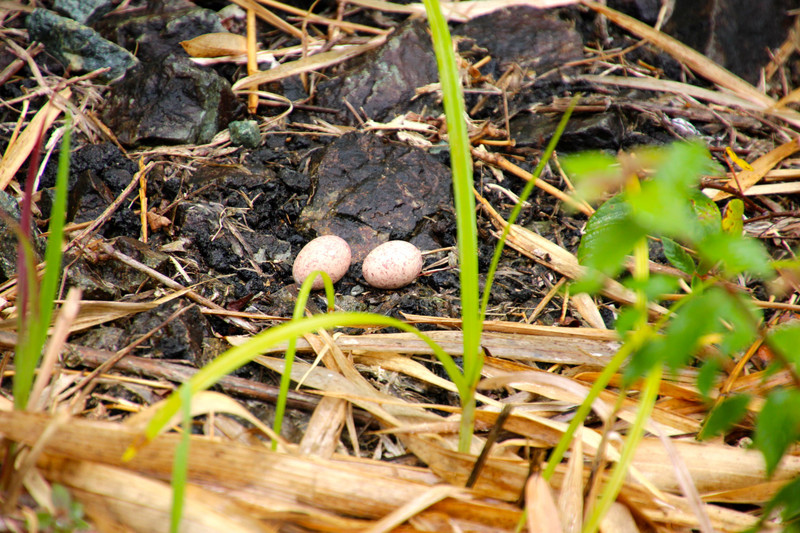 White-tailed Nightjar Eggs