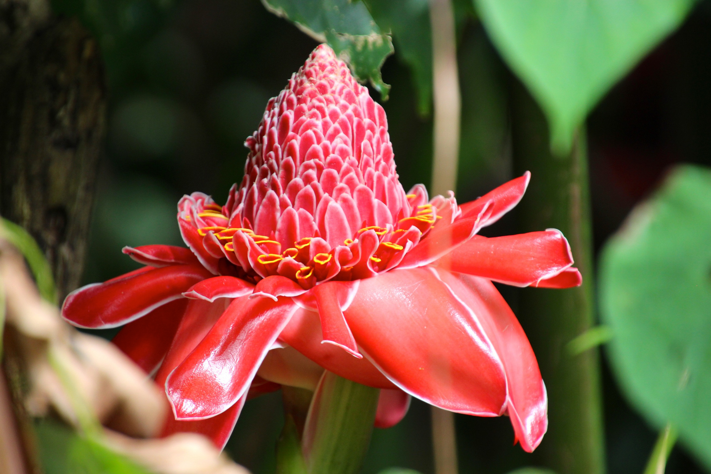 Torch Ginger | Photo