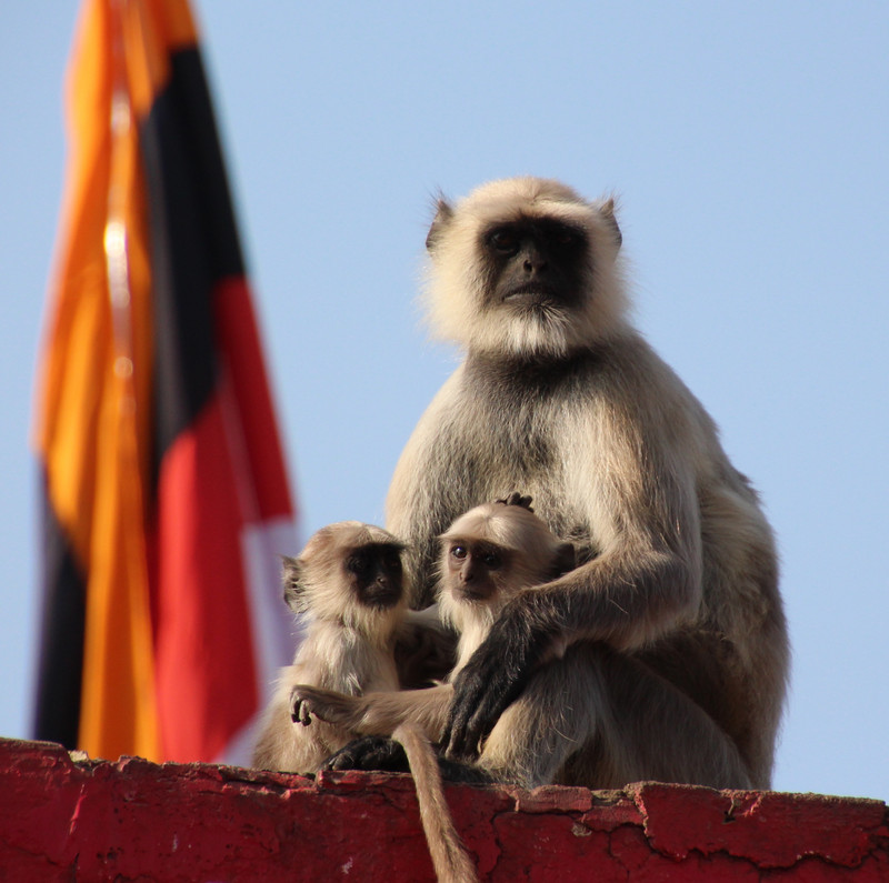 Ranthambore Fort