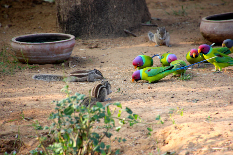 Plumb Headed Parakeets