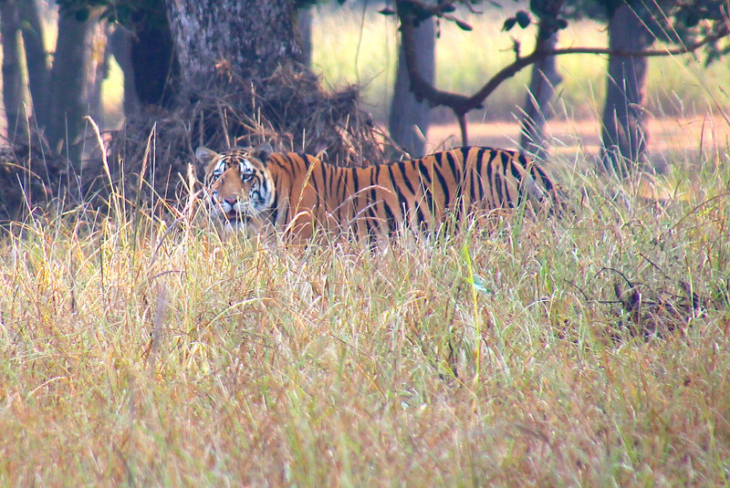 Tigers at Kanha