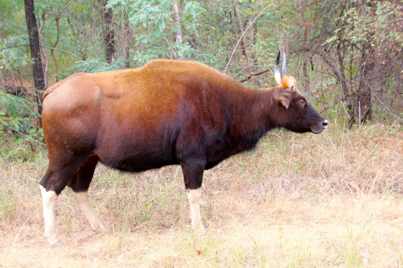 Gaur or India Bison