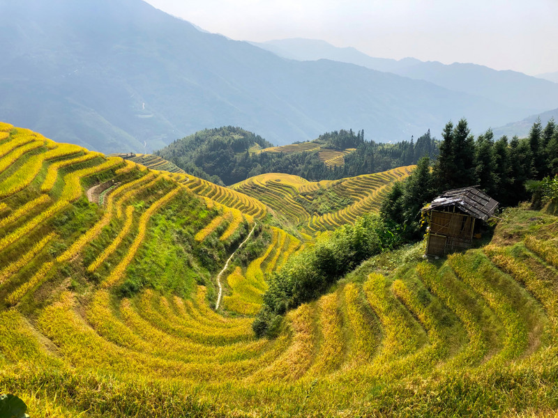 Long Rice Terraces ready to harvest