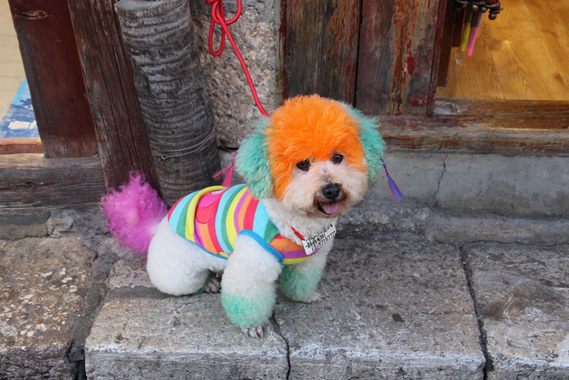 Colourful Dog