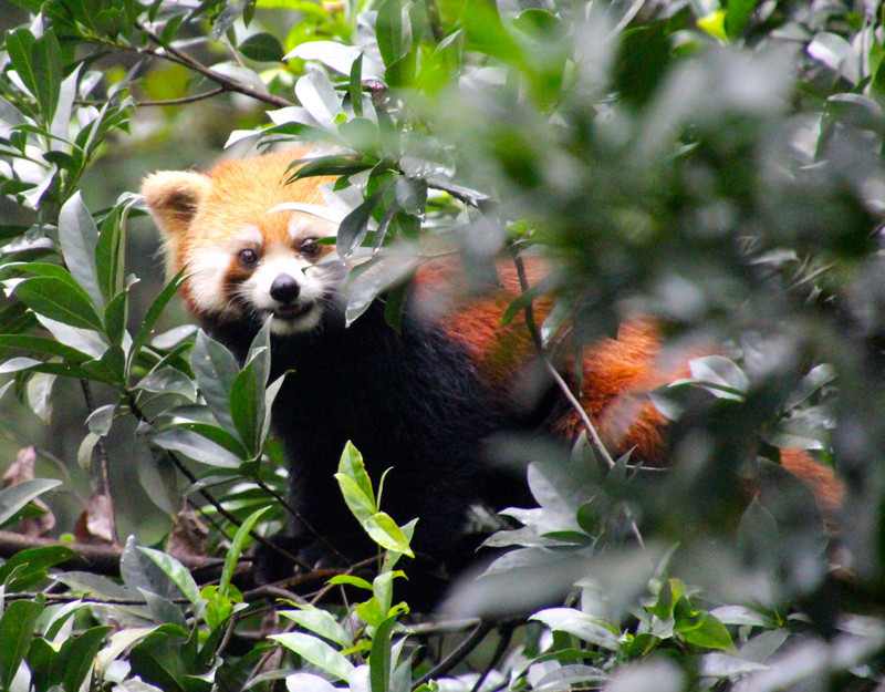 Red Panda - Chengdu