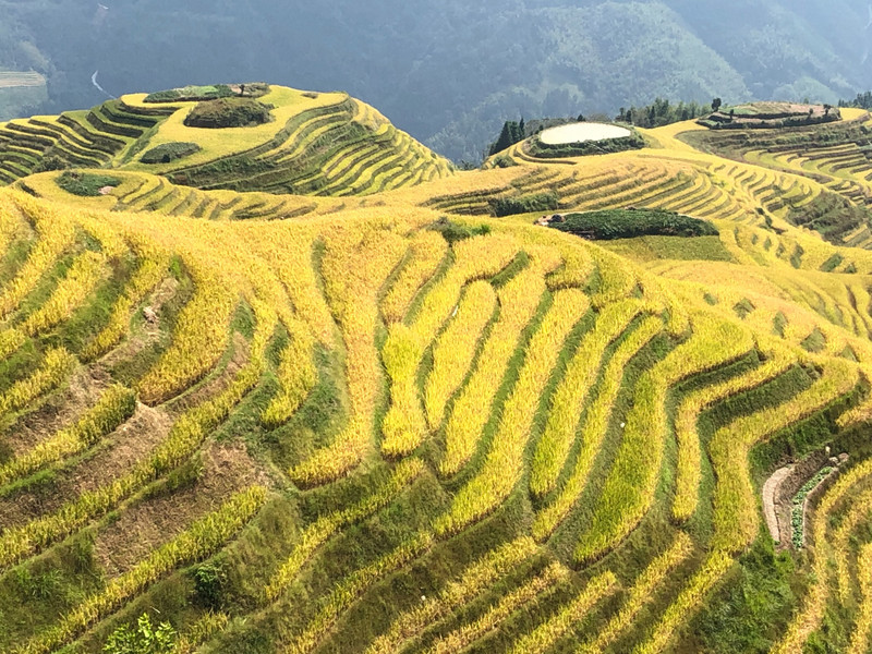 Rice Terraces - Longji