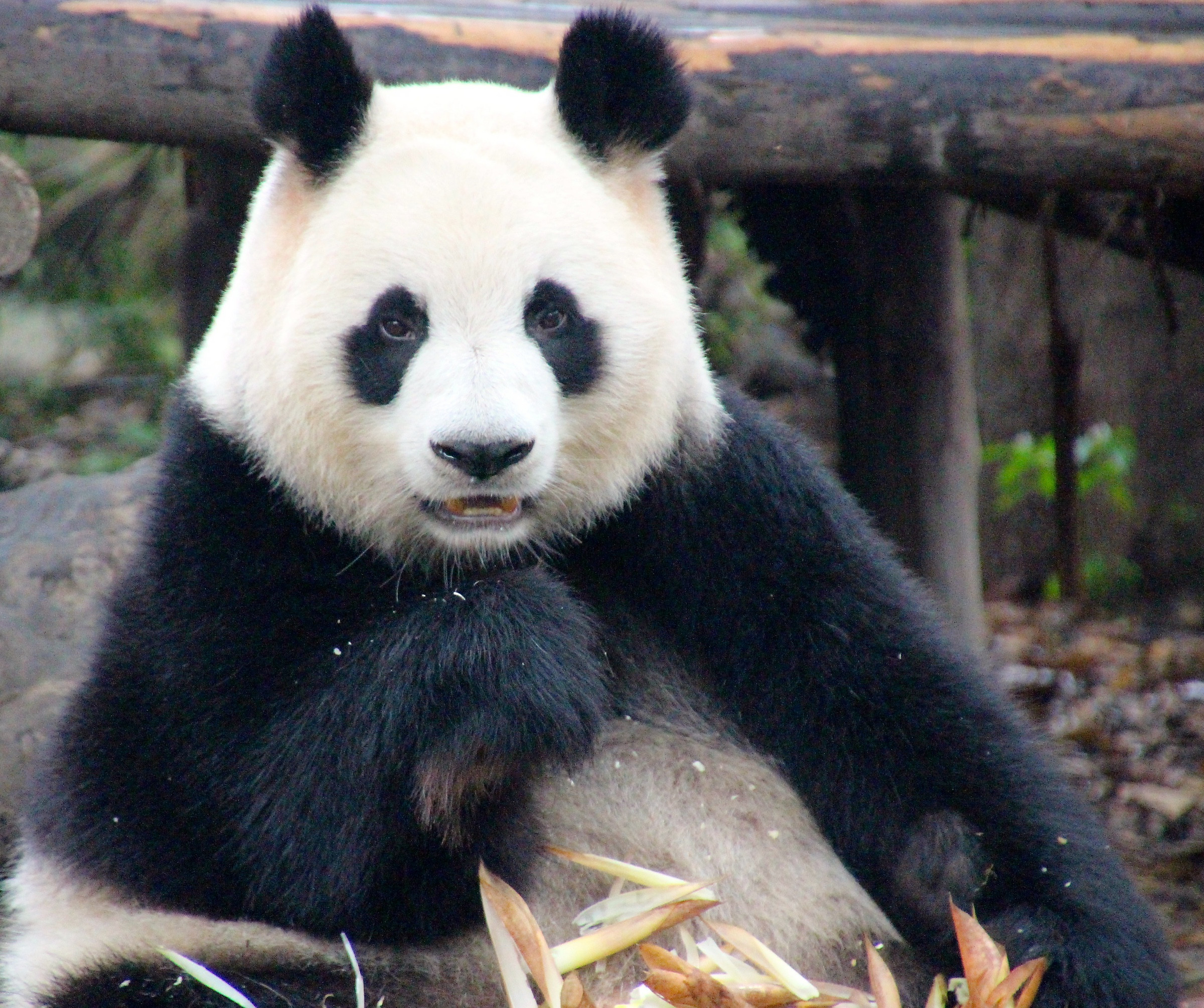 yesbears giant panda