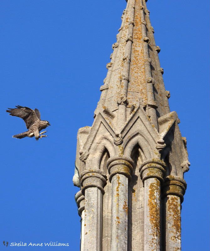 Peregrine about to land on St Mary's Church Andover
