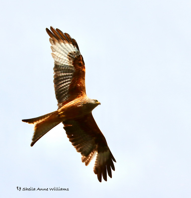 Red Kite - Bwlch Nant yr Arian