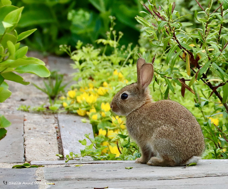 Young Rabbit got a shock when he saw us on the patio