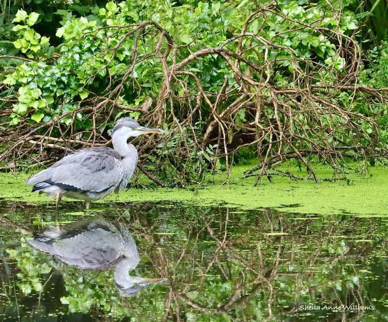 Monk Haven - Resident Heron