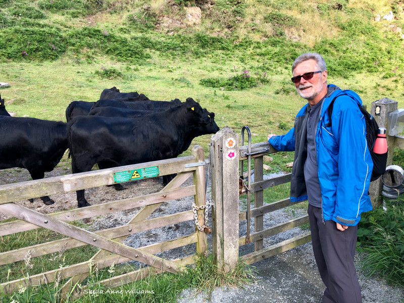 Welsh Cattle keeping guard