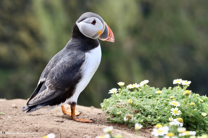 Just a Puffin