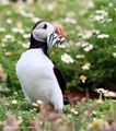Just a Puffin