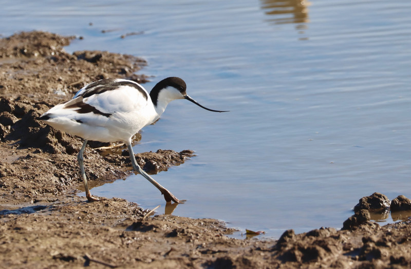 Avocet