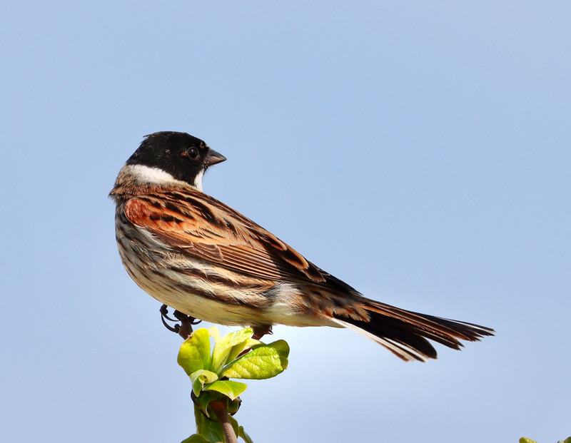 Reed Bunting - male