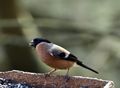 Bullfinch - female