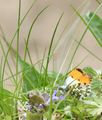 Orange-tip Butterfly - male
