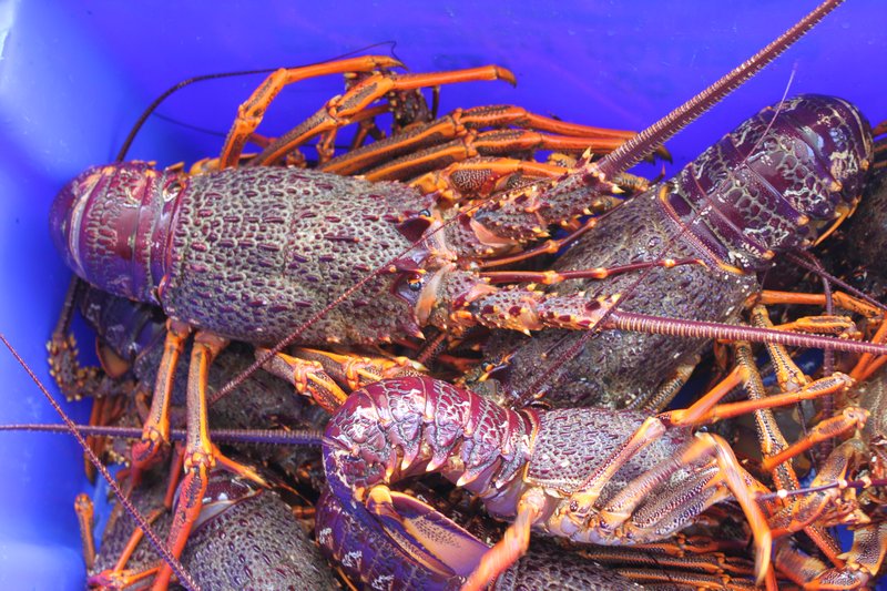 Crayfish - Dinner