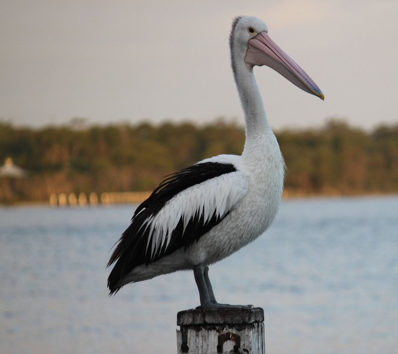 Pacific Pelican