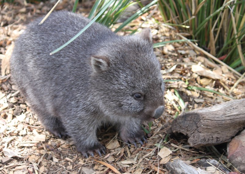 Young Wombat