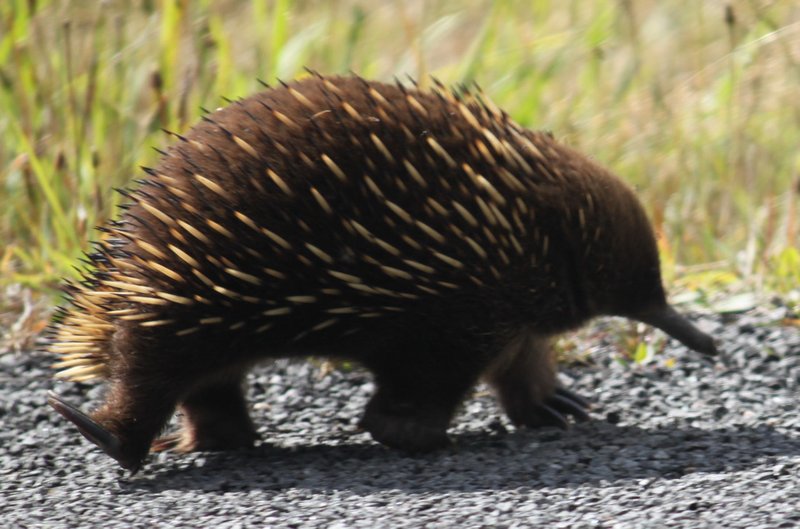 Echidna on the road