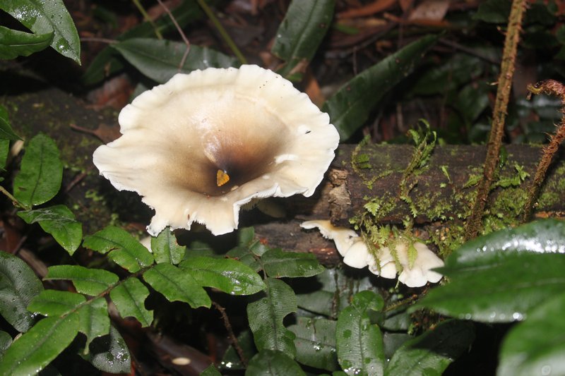 Some interesting Fungi Triplet Falls