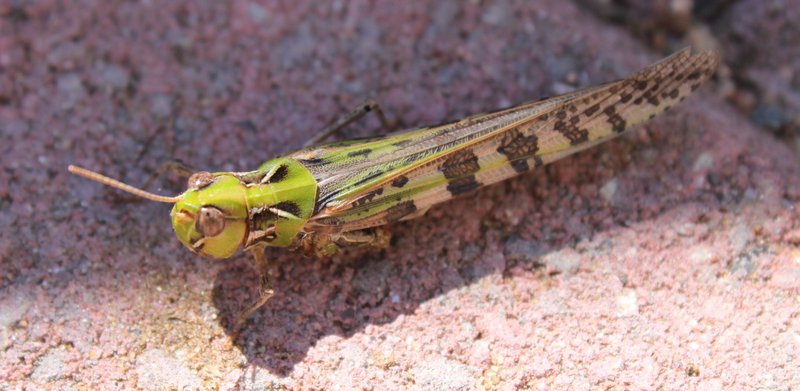 One of many locusts