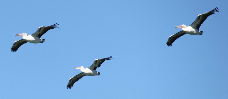Pelican Flying Display